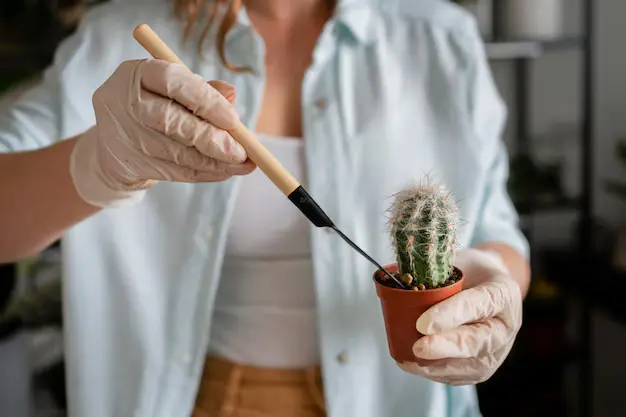 Como fazer a troca de vaso sem matar a planta: guia para iniciantes na jardinagem