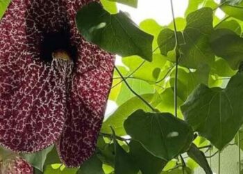 cropped-flores-gigantes-fedidas.jpg