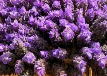 cropped-lavandula-1.jpg