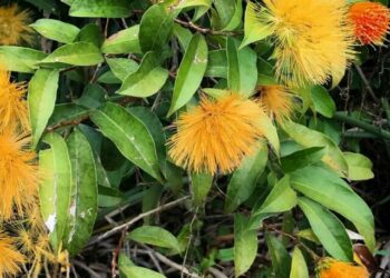 cropped-rabo-de-cotia-3.jpg