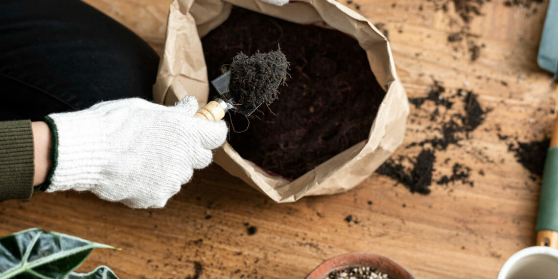 Enraizador natural: o truque caseiro para acelerar o crescimento das suas plantas
