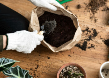 Enraizador natural: o truque caseiro para acelerar o crescimento das suas plantas