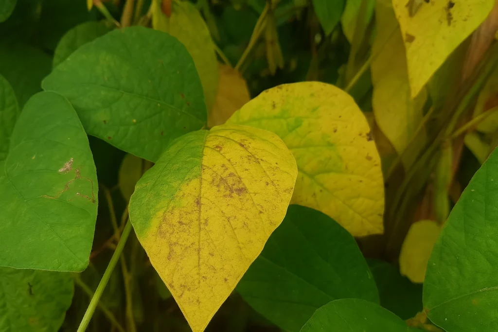 Ferrugem asiática na mira: Tocantins entra em vazio sanitário e intensifica fiscalização nas lavouras