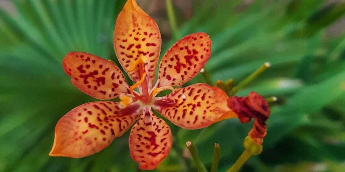 Flor-leopardo