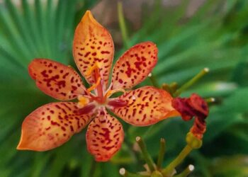 Flor-leopardo