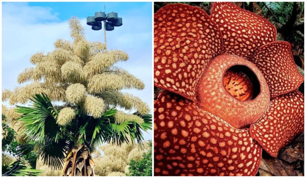 As Maiores Flores do Mundo Revelam a Grandeza da Natureza