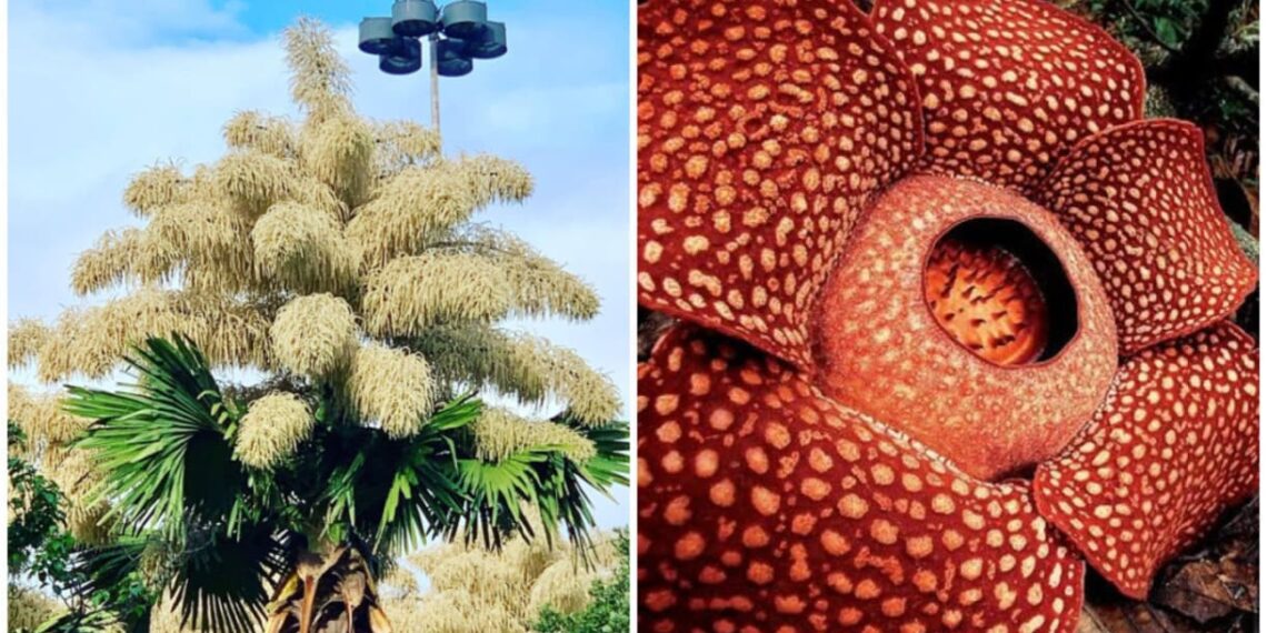 As Maiores Flores do Mundo Revelam a Grandeza da Natureza