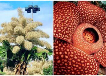 As Maiores Flores do Mundo Revelam a Grandeza da Natureza