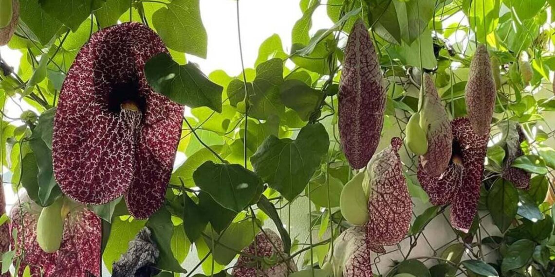 Flores Coloridas, Cheiro Horrível: O Truque da Natureza para Atrair Polinizadores