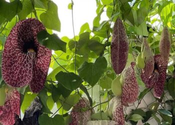 Flores Coloridas, Cheiro Horrível: O Truque da Natureza para Atrair Polinizadores