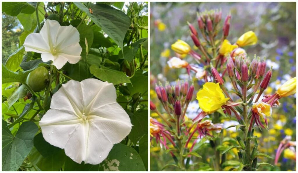 Flores que dançam com a lua: o espetáculo das plantas que só abrem à noite