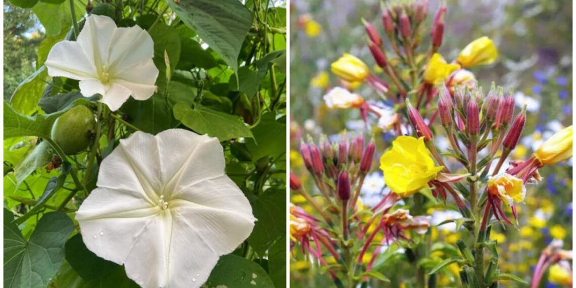 Flores que dançam com a lua: o espetáculo das plantas que só abrem à noite