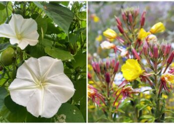 Flores que dançam com a lua: o espetáculo das plantas que só abrem à noite