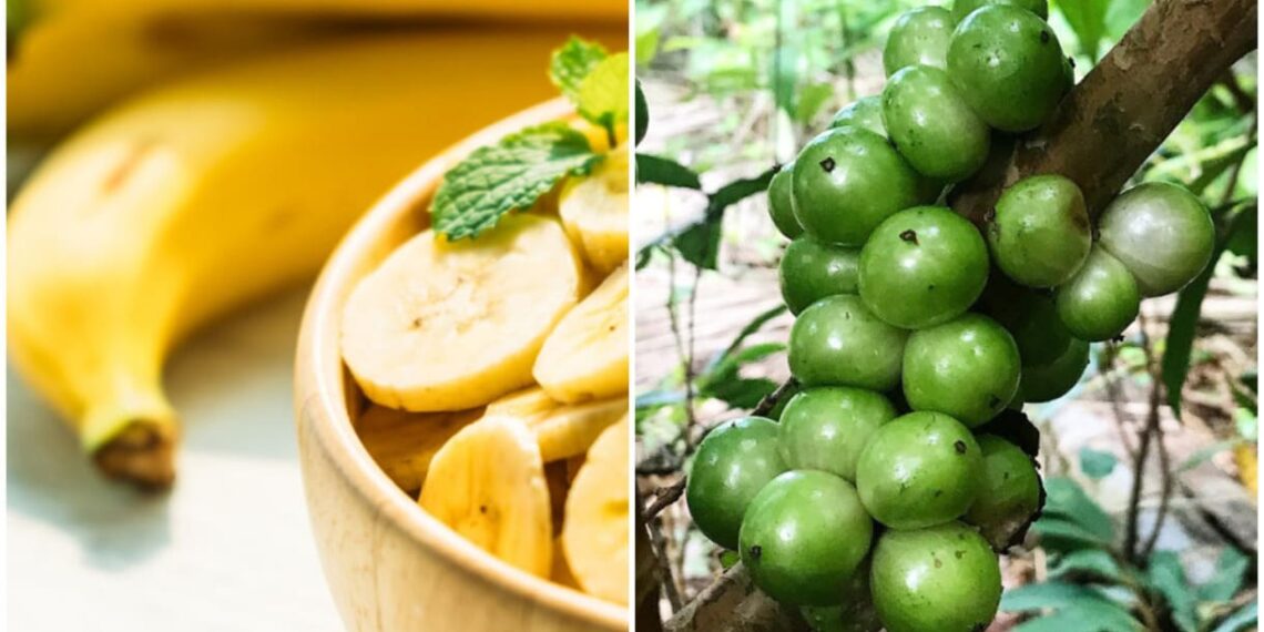 O contraste entre a fruta mais rara e a mais amada do Brasil