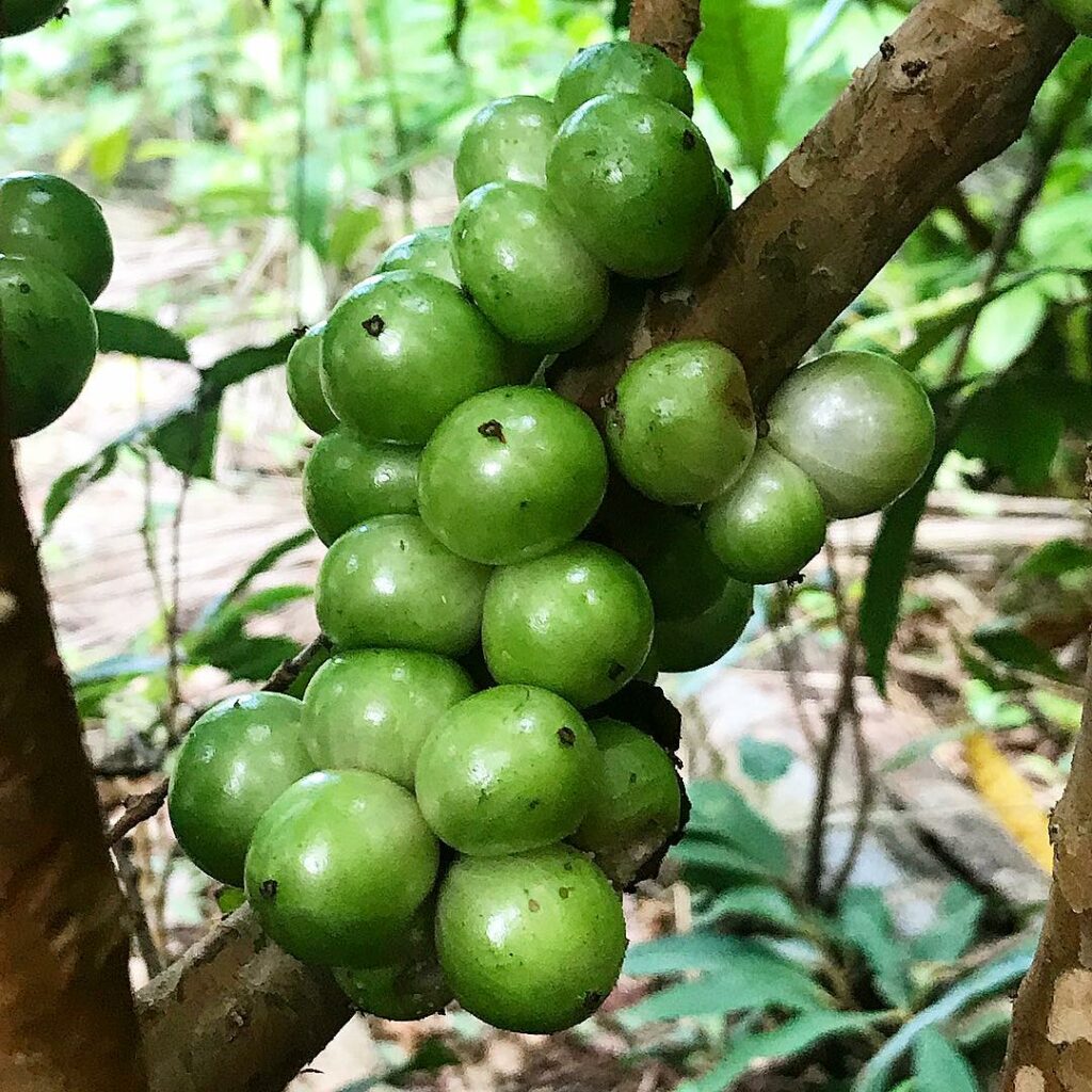 O contraste entre a fruta mais rara e a mais amada do Brasil
