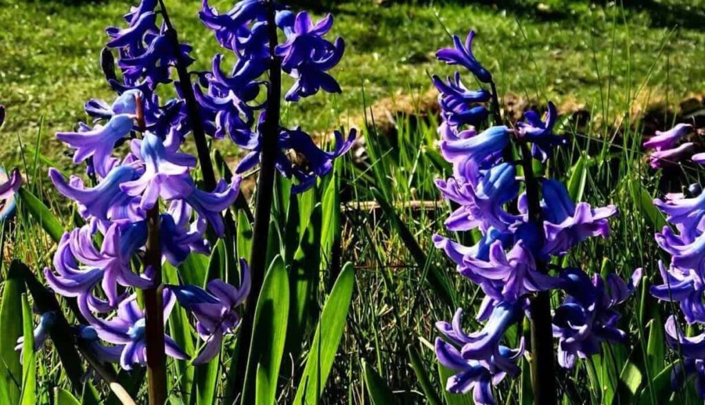 Jacinto: a flor perfumada que dá charme e cor a qualquer jardim