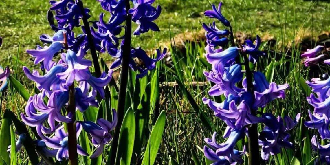 Jacinto: a flor perfumada que dá charme e cor a qualquer jardim