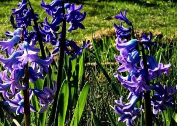 Jacinto: a flor perfumada que dá charme e cor a qualquer jardim