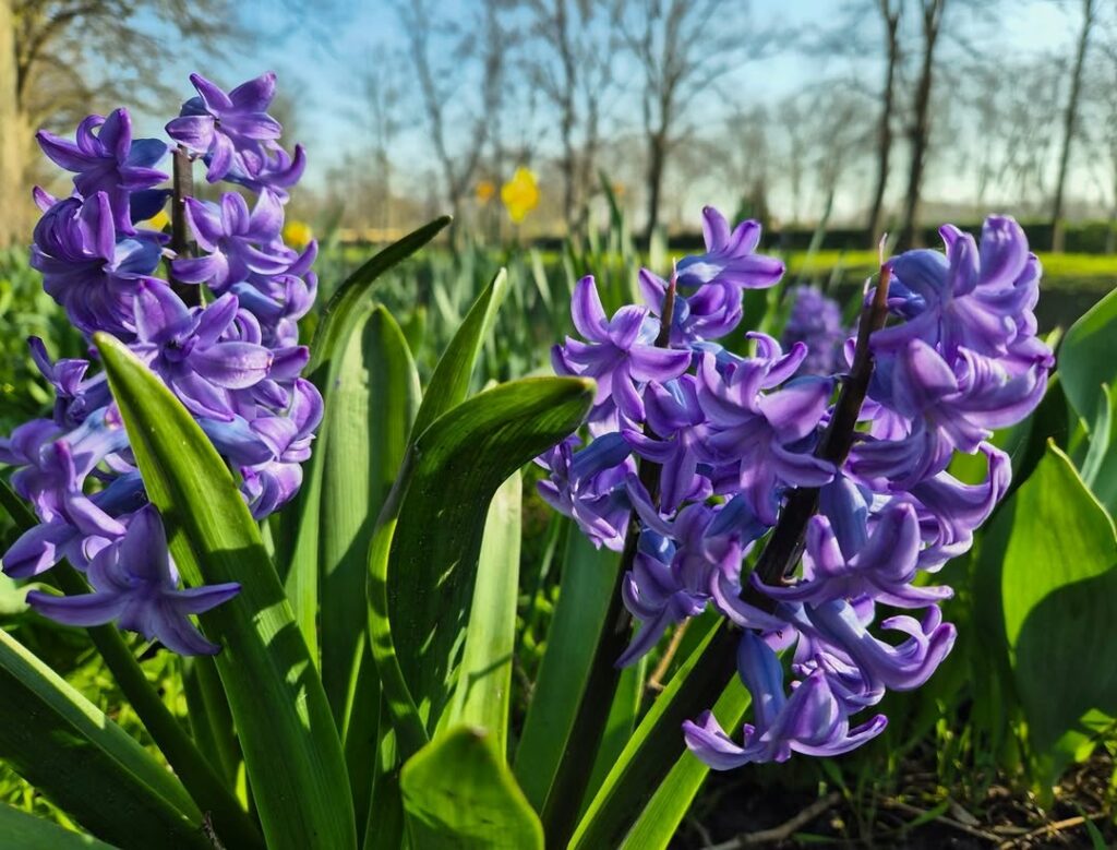 5 plantas que florescem lindamente no frio e vão transformar seu inverno