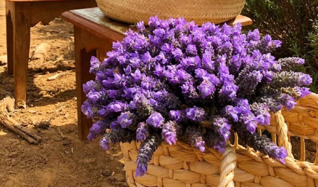 Lavandula dentata: a lavanda que vai além do perfume e transforma qualquer jardim