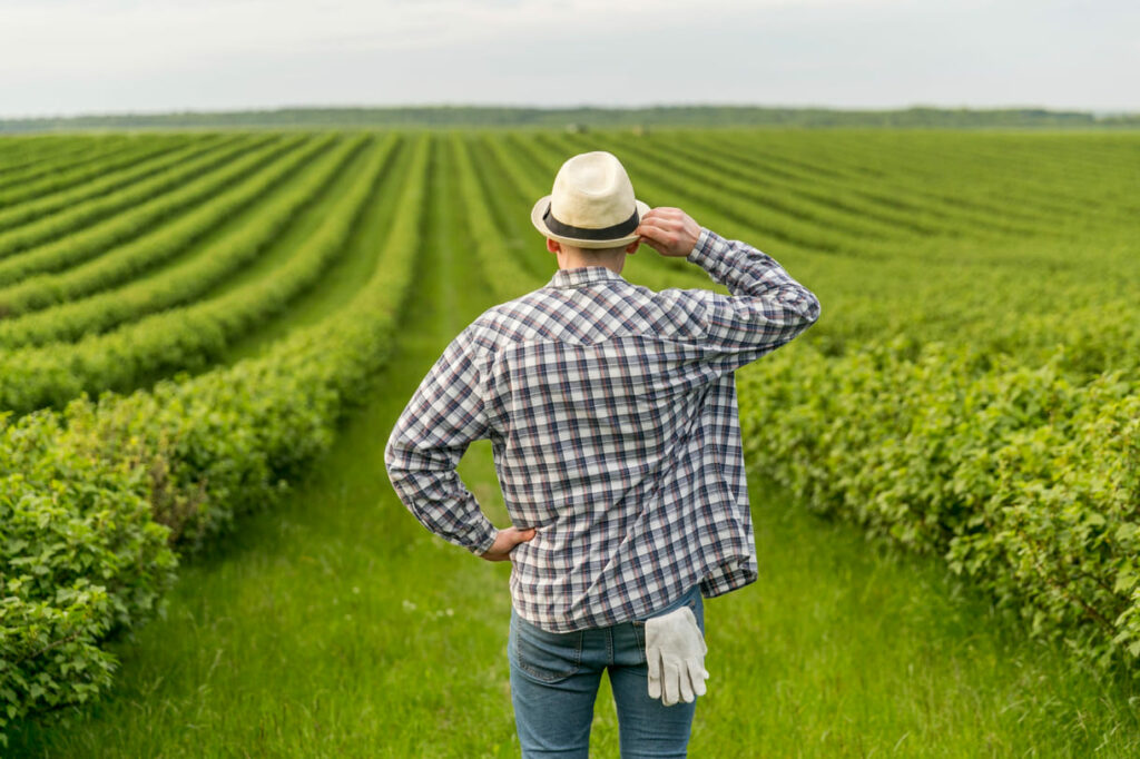 Plano Safra bate recorde e destina R$ 78,2 bilhões à agricultura familiar