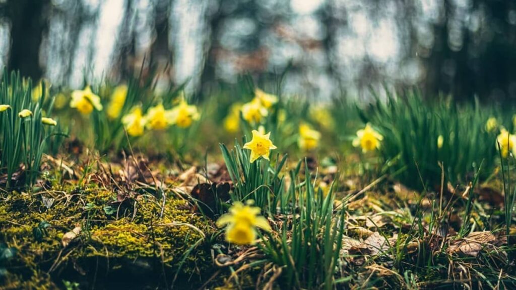 Narciso (Narcissus jonquilla): Como Cultivar Essa Flor Delicada e Aromática o Ano Inteiro