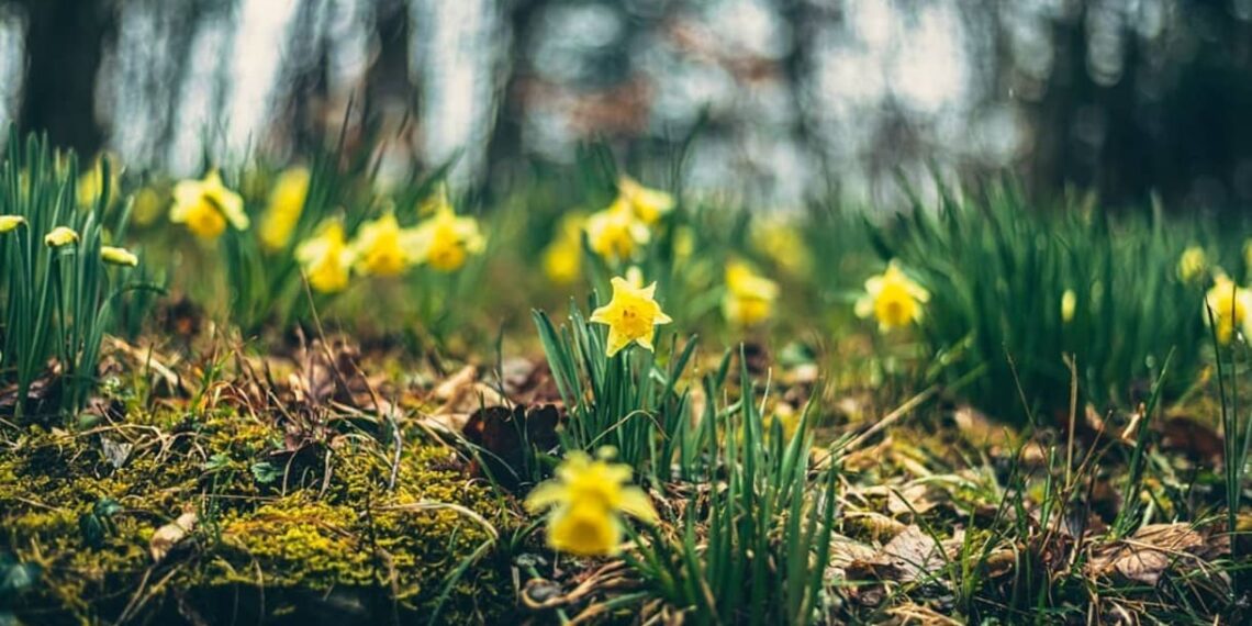 Narciso (Narcissus jonquilla): Como Cultivar Essa Flor Delicada e Aromática o Ano Inteiro