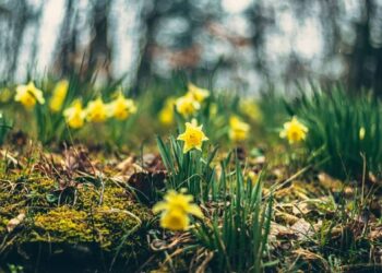 Narciso (Narcissus jonquilla): Como Cultivar Essa Flor Delicada e Aromática o Ano Inteiro