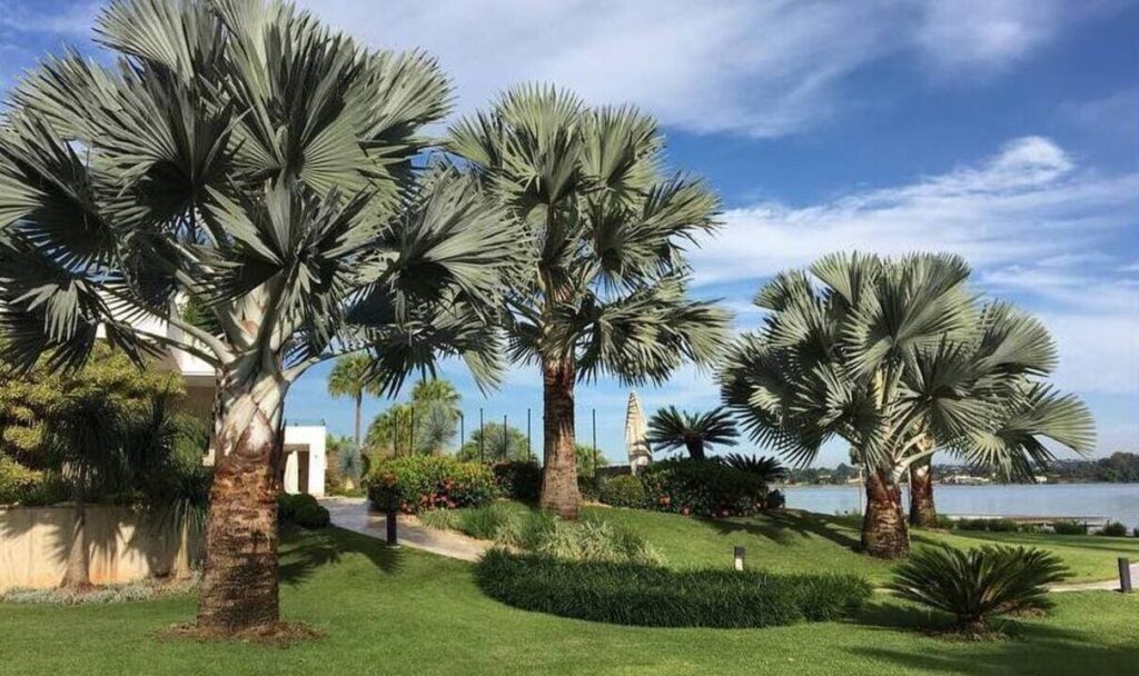 Palmeira-azul: a gigante exótica que transforma jardins com elegância tropical