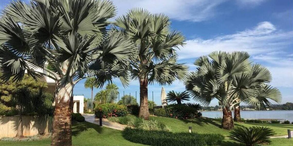 Palmeira-azul: a gigante exótica que transforma jardins com elegância tropical