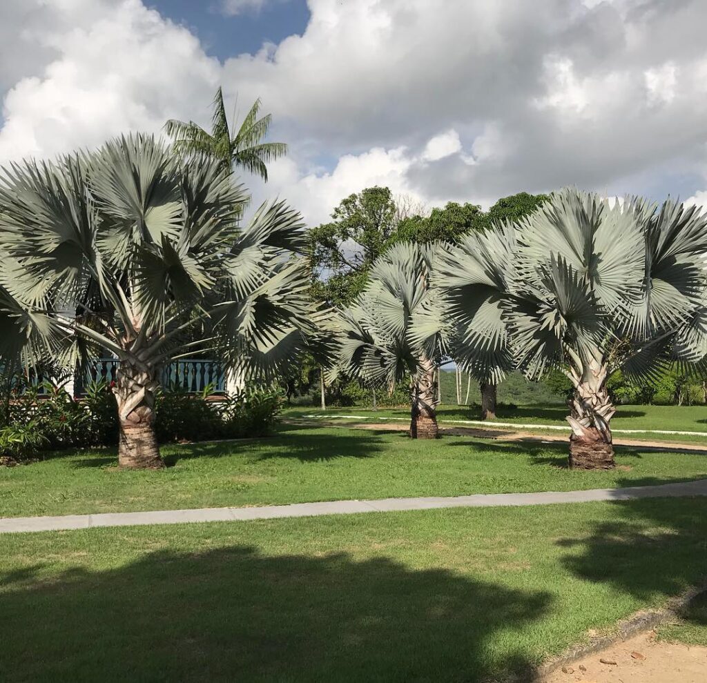 Palmeira-azul: a gigante exótica que transforma jardins com elegância tropical