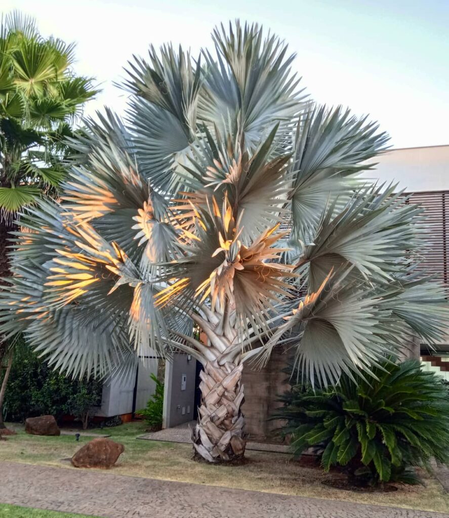 Palmeira-azul: a gigante exótica que transforma jardins com elegância tropical