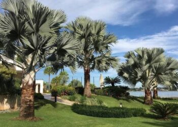 Palmeira-azul: a gigante exótica que transforma jardins com elegância tropical