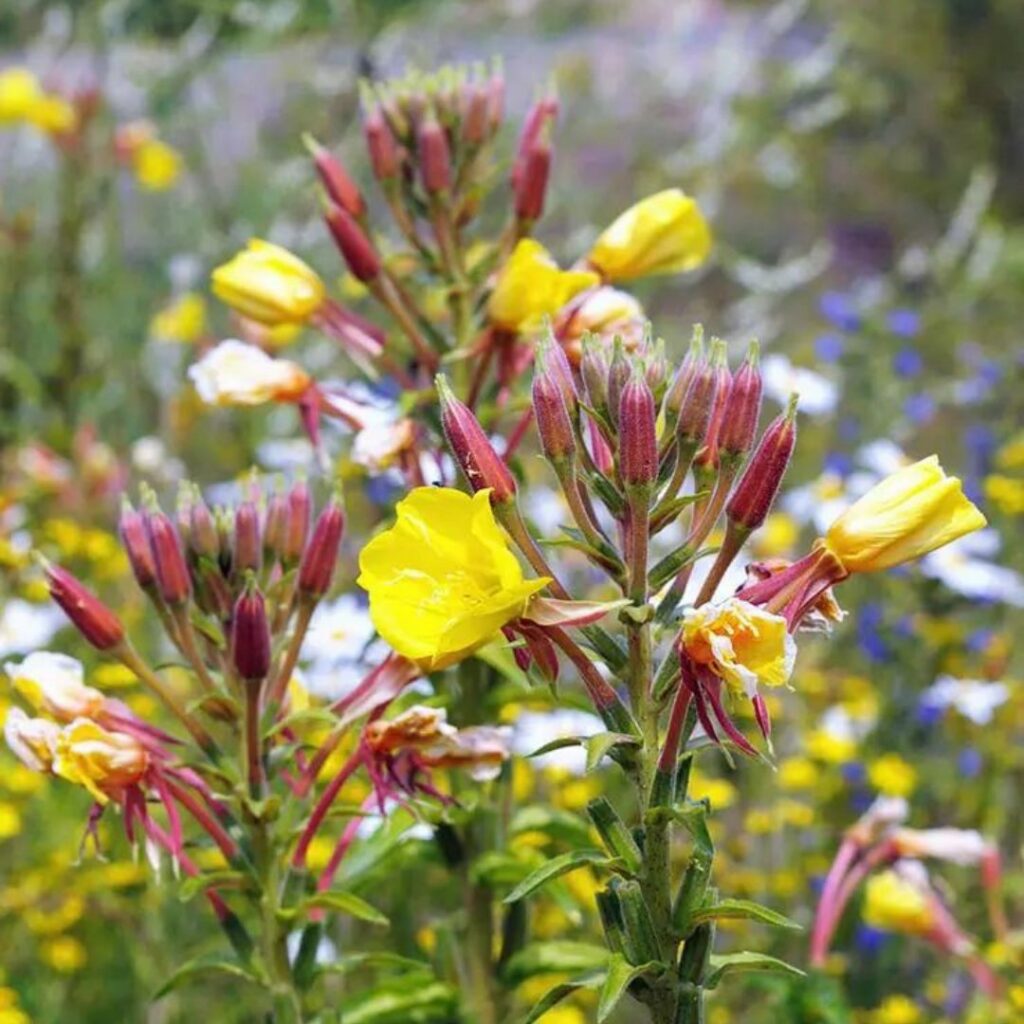 5 plantas perfeitas para comprar em julho e encher o jardim de charme no frio