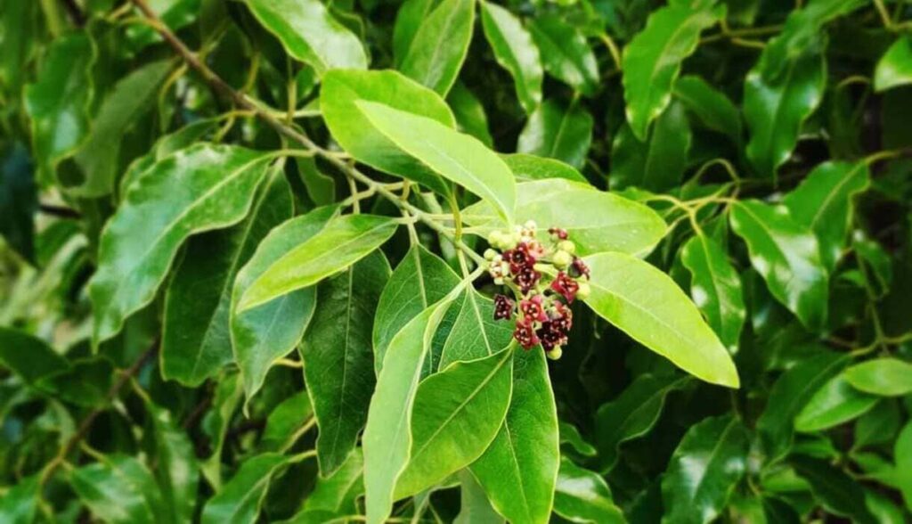 Sândalo: a madeira perfumada que atravessa tempos e culturas