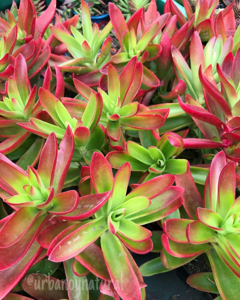 Suculentas coloridas: plantas que encantam e apaixonam colecionadores