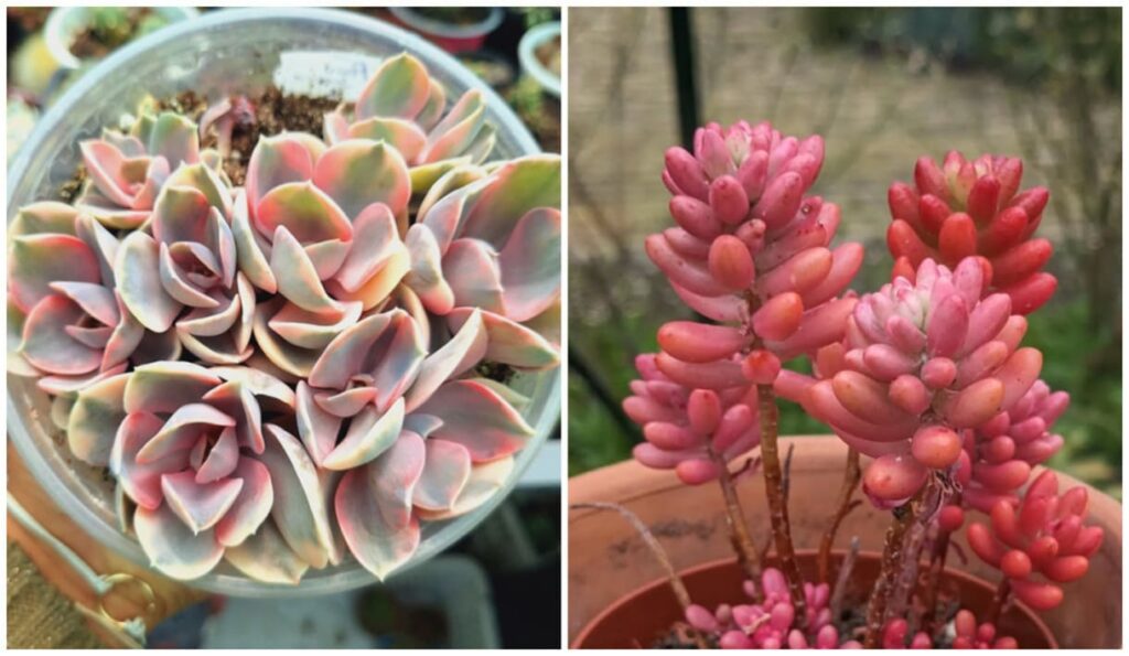Suculentas coloridas raras: os segredos para cultivar as espécies mais desejadas do momento