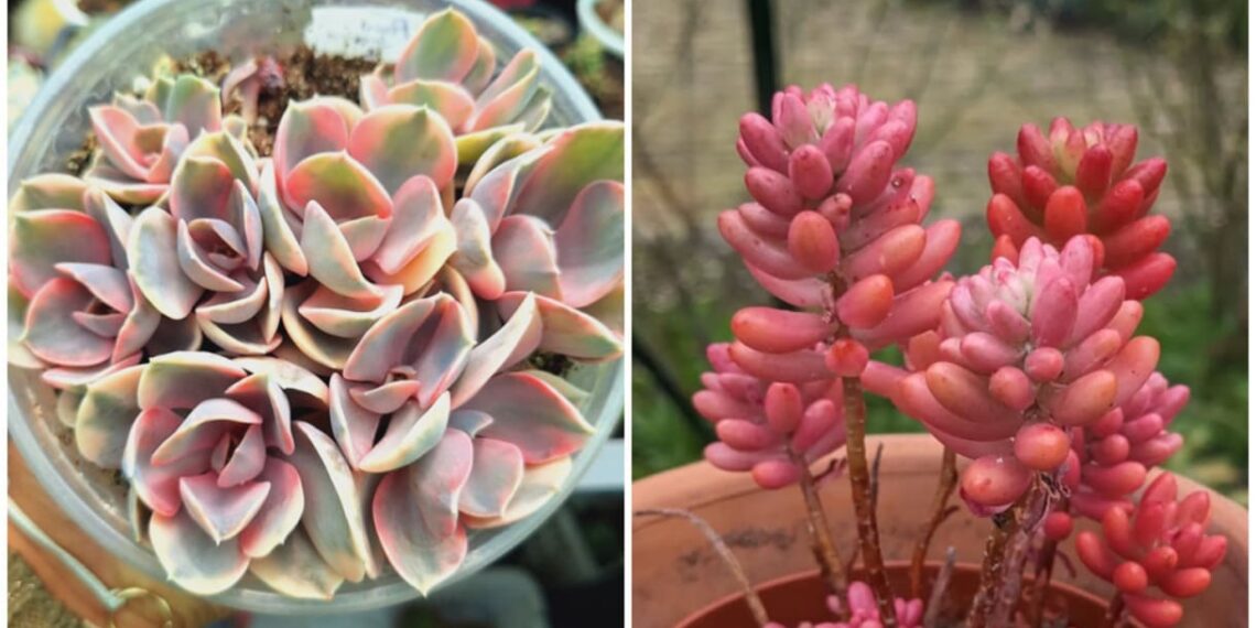 Suculentas coloridas raras: os segredos para cultivar as espécies mais desejadas do momento
