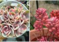 Suculentas coloridas raras: os segredos para cultivar as espécies mais desejadas do momento