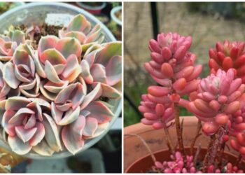 Suculentas coloridas raras: os segredos para cultivar as espécies mais desejadas do momento