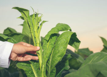 Tabaco brasileiro bate recordes e impulsiona a economia nacional