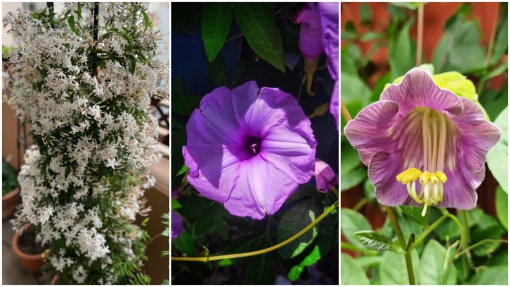As Trepadeiras que Florescem em Vasos e Mudam a Paisagem do Seu Lar