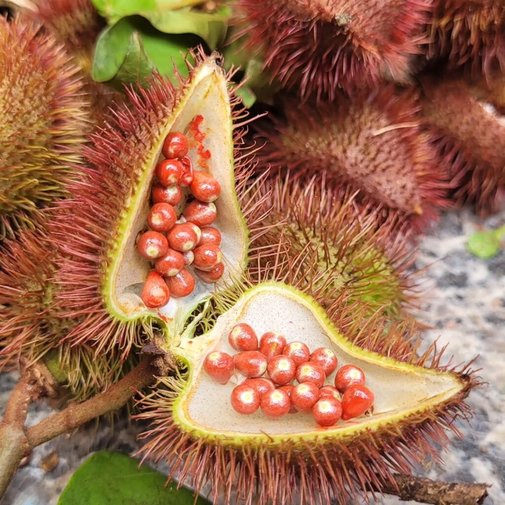 Urucum no jardim: mais do que cor, uma planta cheia de valor