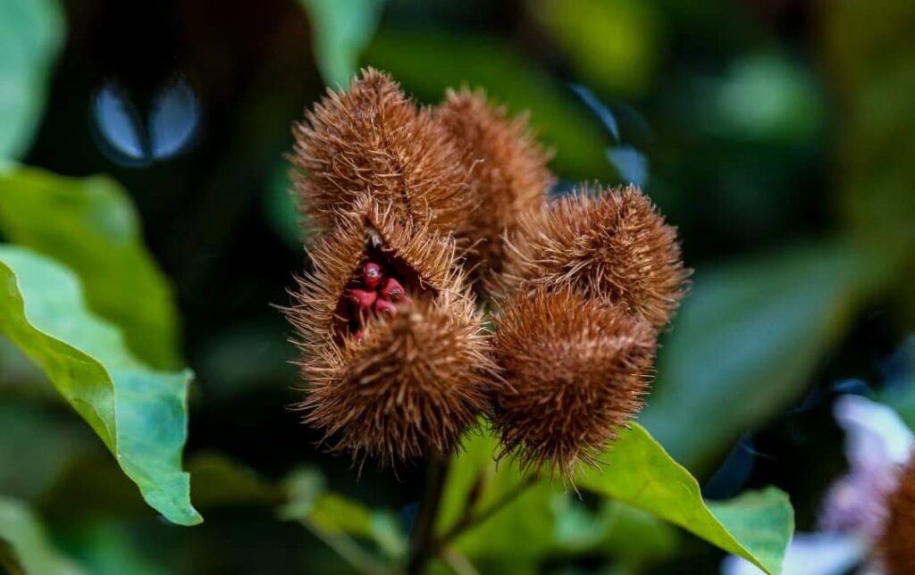 Urucum no jardim: mais do que cor, uma planta cheia de valor