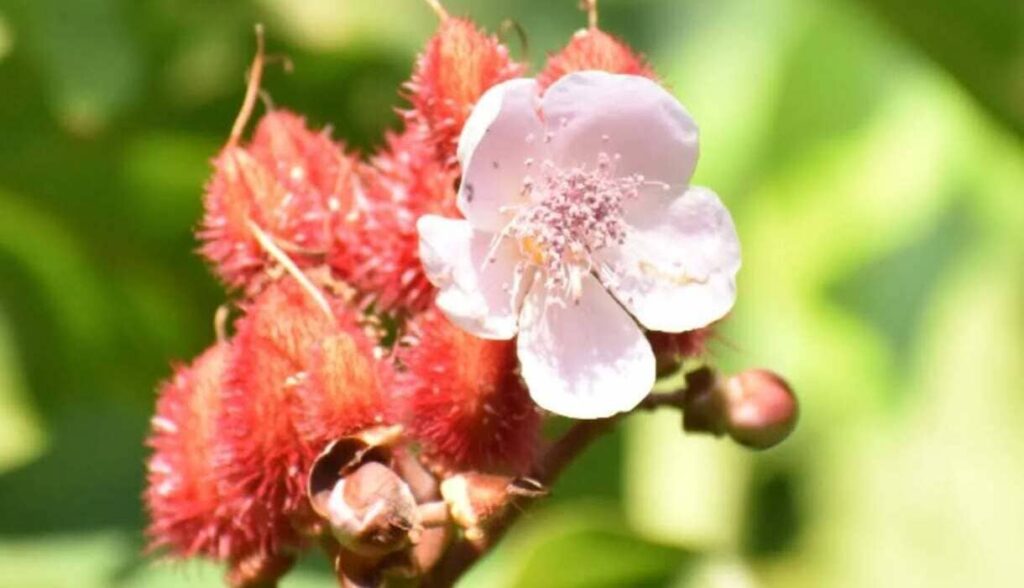 Urucum no jardim: mais do que cor, uma planta cheia de valor
