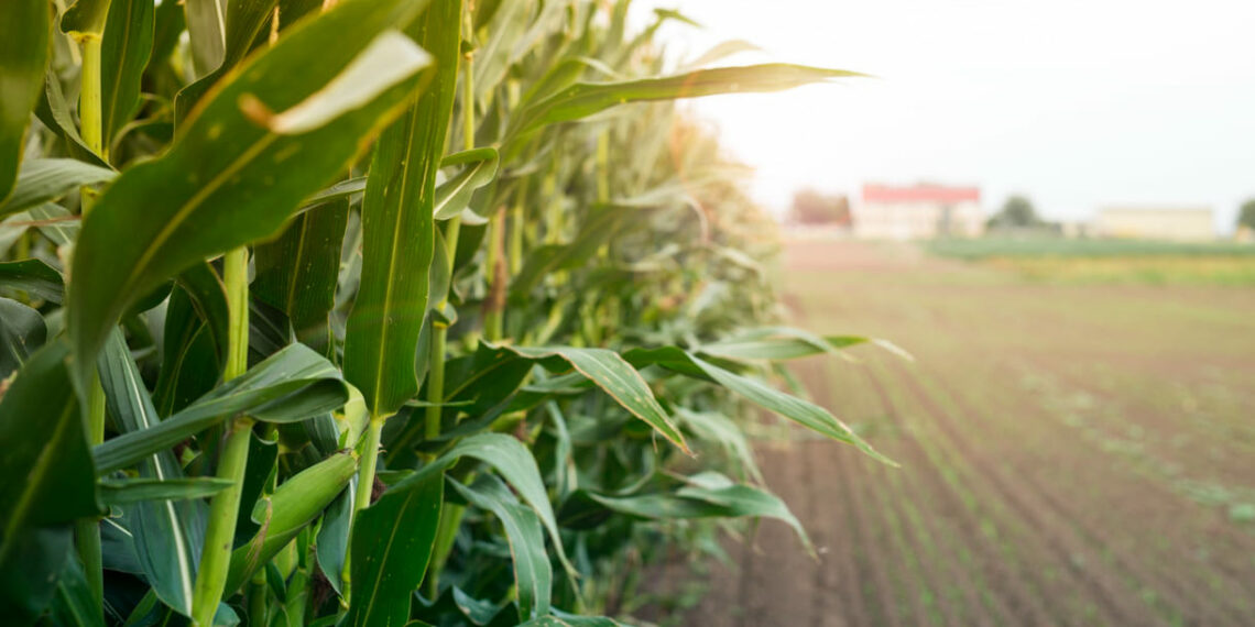 Milho, soja e arroz puxam alta de 10,1% da agropecuária no segundo trimestre