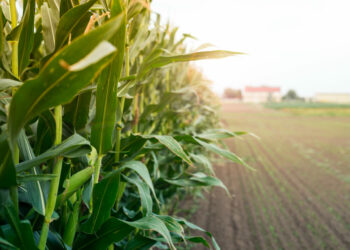 Milho, soja e arroz puxam alta de 10,1% da agropecuária no segundo trimestre