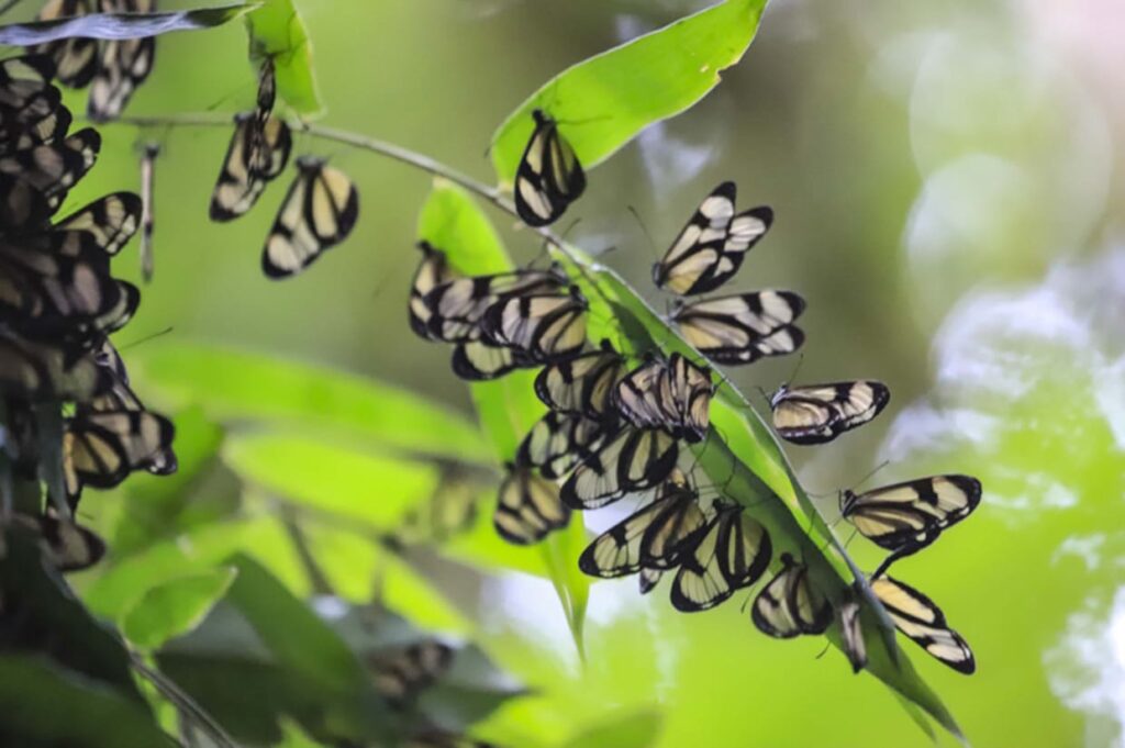 Borboletas de vidro encantam os céus de Curitiba em fenômeno raro e ainda sem explicação