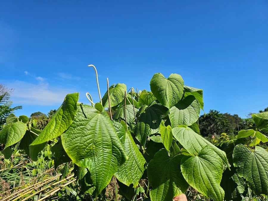 Óleos da Amazônia ganham destaque no combate natural a parasitas do tambaqui