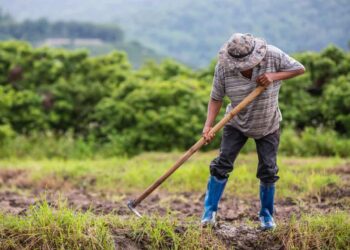 Programa Terra Forte destina R$ 300 milhões para fortalecer a agricultura familiar no RS